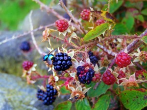 blackberryfly